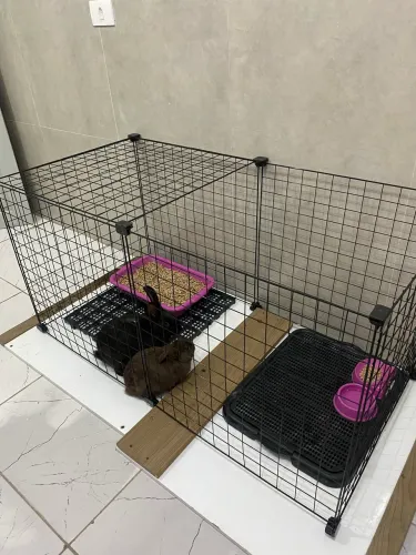 Dois coelhos com cercado e ração 