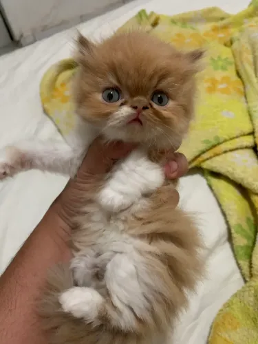 Filhote de gato persa 