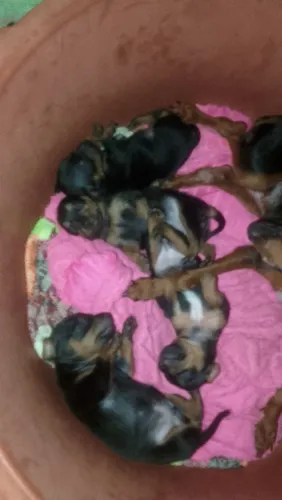 Filhotes de pinscher fêmea 
