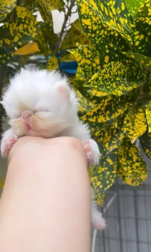 Gato persa