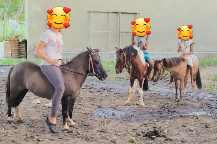 Poneis e Vaquinhas para evento