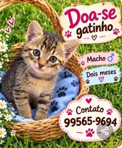 Gato filhote adoção responsável