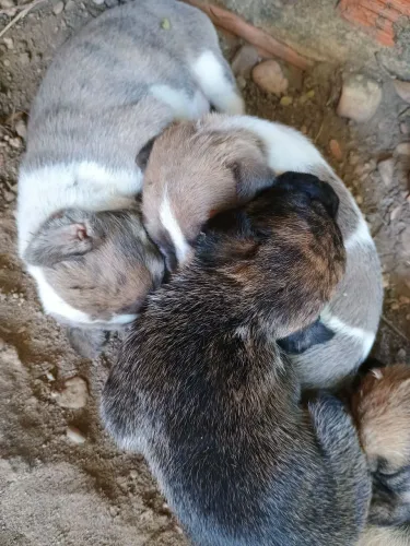 Doaçao de chachorrinhos 