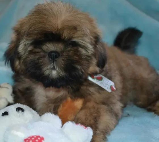 Shihtzu macho 
