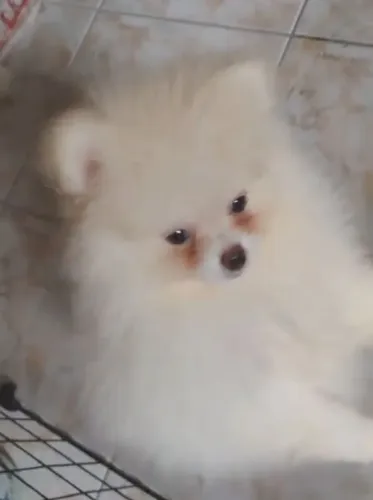 Lulú da Pomerania fêmea micro