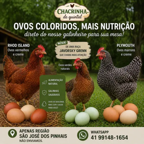 Pintinhos Postura - Botadeira