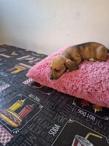 Basset femea a pronta entrega