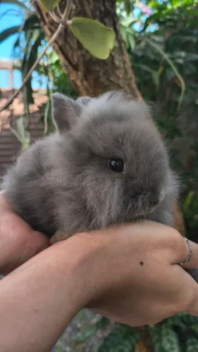 Coelhinhos raça Netherland + Lion