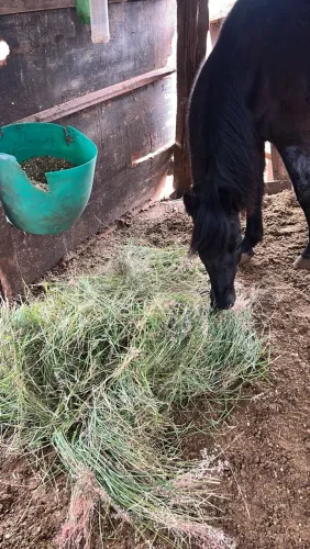 Cavalo