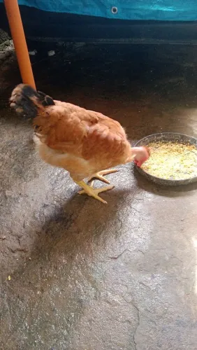 Galo de pescoço pelado