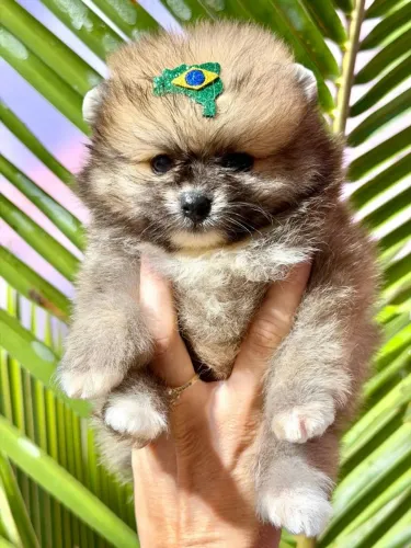 Spitz Alemão Anão, Lulu Da Pomerania 