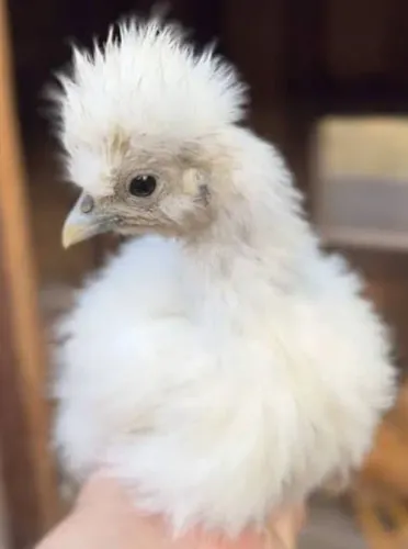 Franguinhos de sedosa do Japão 