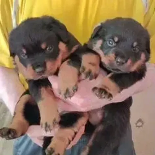 Rottweiler,Rottweiler Filhote Disponível Entrega Facilitada