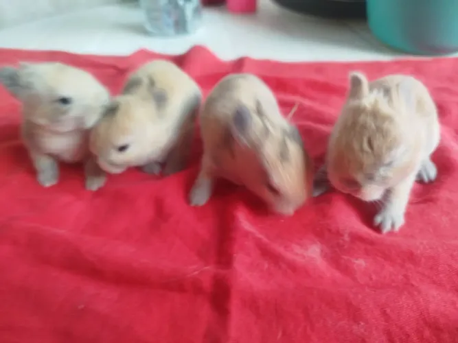 Vendo filhote de coelhos anão Netherlands o menor coelhos do mundo  