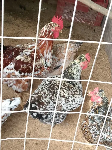 Pinto de galinha balão