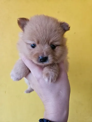 Spitz Alemão Fêmea