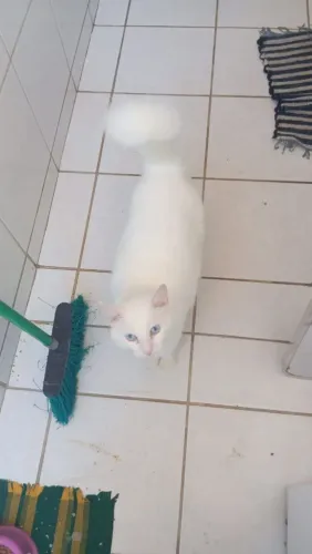 Doar Gato angorá turco