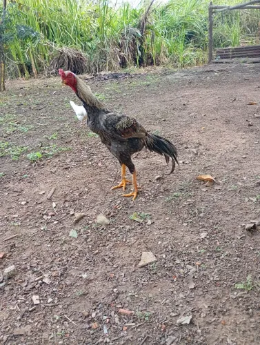 Frango 