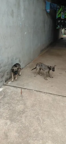 Doação Pets