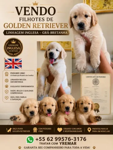 Golden Retriever com Pedigree