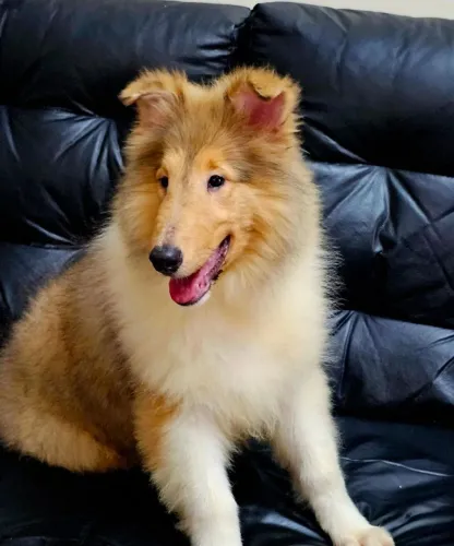 COLLIE ( LASSIE ) - FILHOTES FILHOTES FÊMEAS COM PEDIGREE CBKC E FCI  !