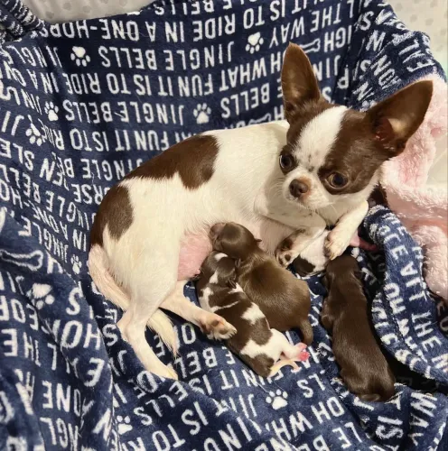Chihuahua micro Filhotinhos meninos e meninas ac cartão