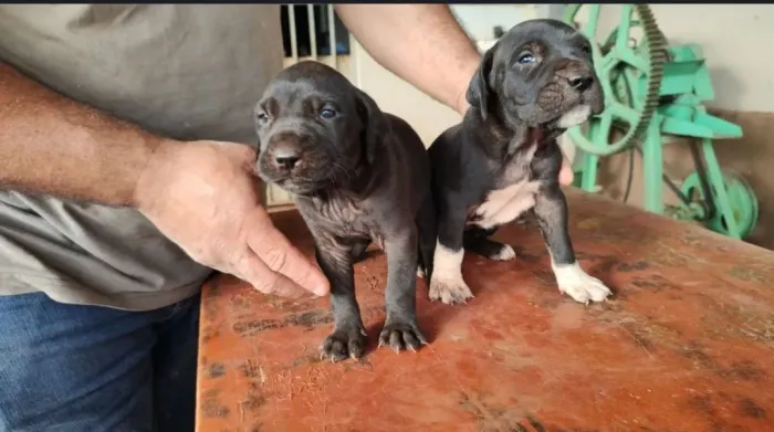 Filhotes de Fila Brasileiro Puro à Venda ?