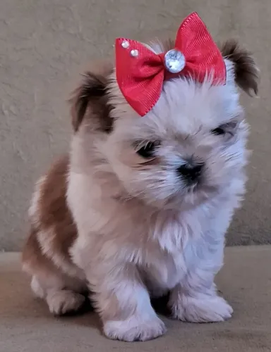 SHIH TZU FÊMEAS