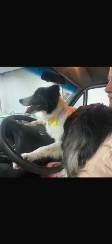 Doação de Border collie