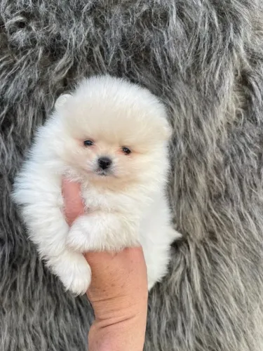 Cachorro Lulu da Pomerania presente único para quem ama família