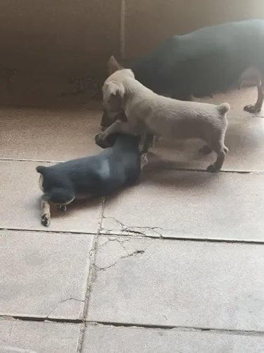 Cachorros Pincher 