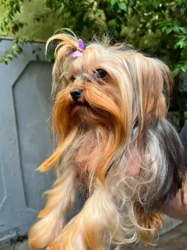 Vendo Linda Yorkshire Terrier Fêmea - 1 Ano