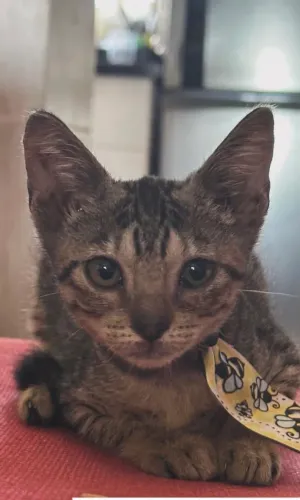 Doação de gato macho 