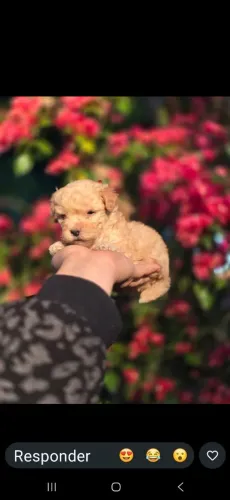 Poodle micro toy femea