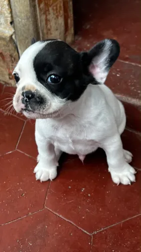 Bulldog Francês