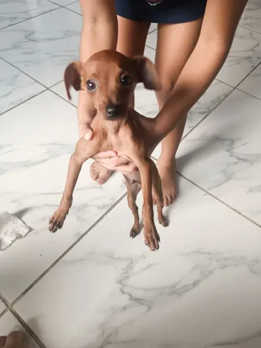 Filhote de pinscher número 1