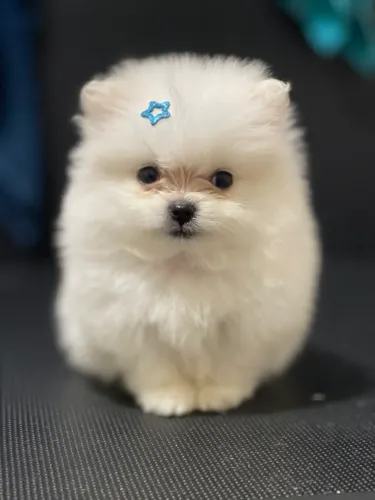 Spitz alemão anão (Lulu da pomerânia) macho, branco 