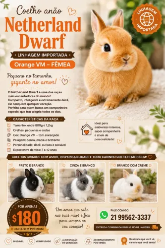 Coelho anão netherland dwarf