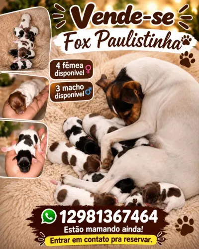 Fox paulistinha