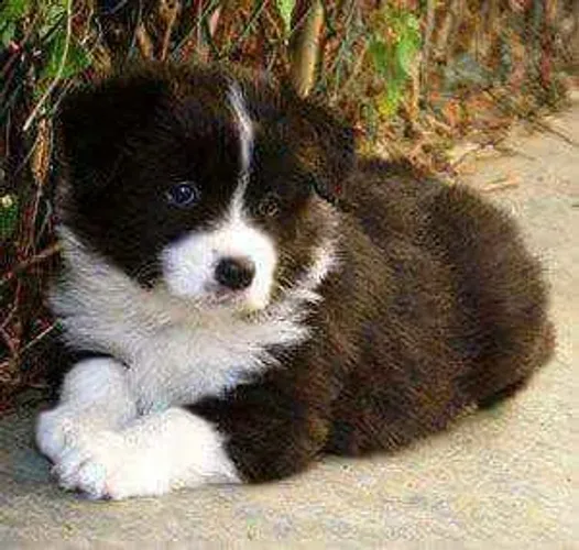 Filhote border collie, ganhe amor incondicional!