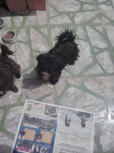 Vendo filhote de shiatsu