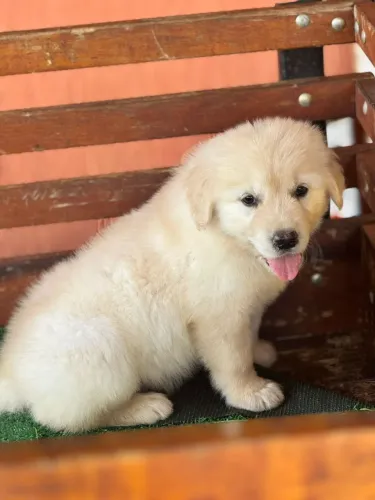 Golden Retriever Macho e Fêmea | Gostou? Fale comigo no WhatsApp