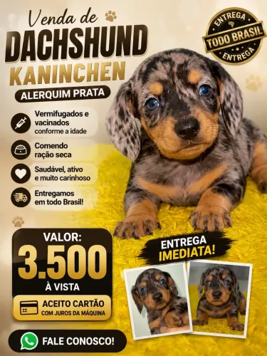 Filhote de Basset Mini