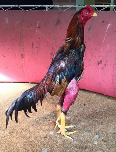 estou doando um galo de brigar 