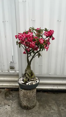 Rosa do deserto adulta genetica de bonsai.
