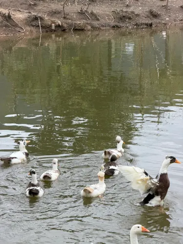 Ovos de marreca Pompom