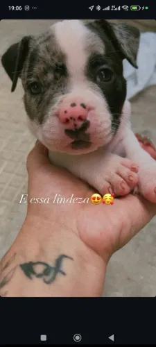 American bully micro exótico