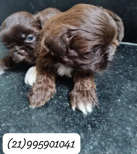 Cachorro 