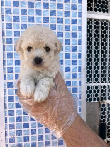 Poodle toy super pequenos, todas as cores e com saude garantida