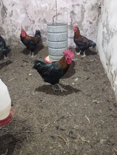 Galos pra vender 